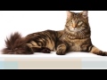 Manx cat  History,Personality,Health,Care の動画、YouTube動画。