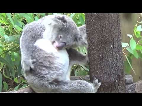 Koala Slappin Da Bass