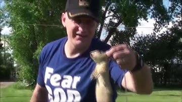 How to Catch a Gopher