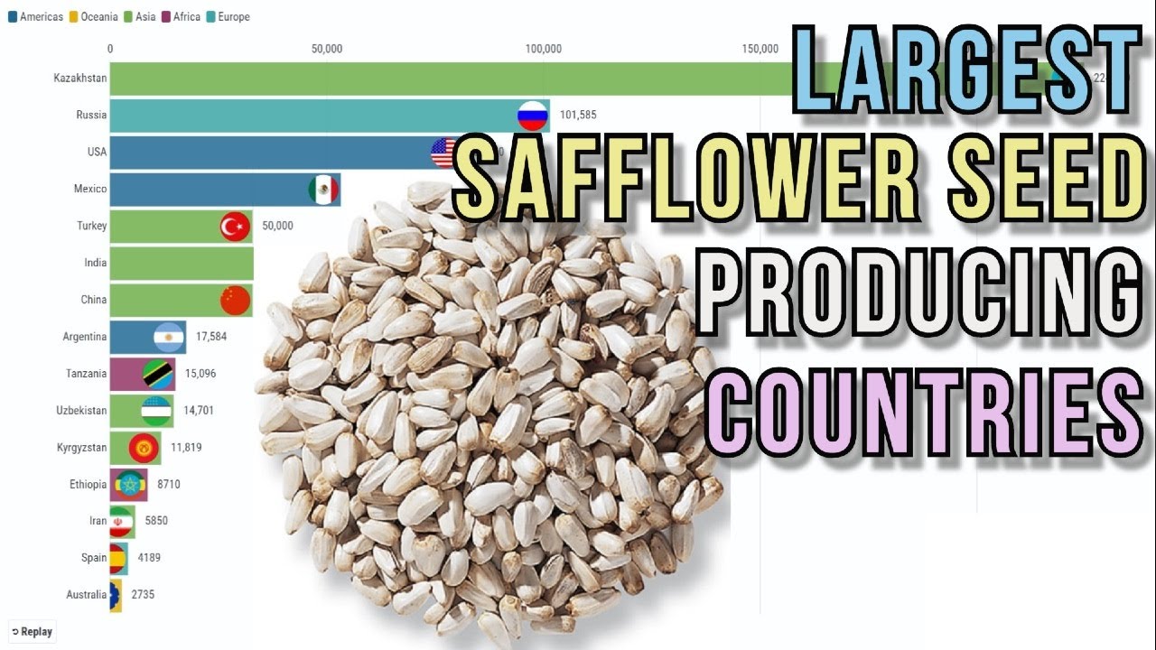Largest safflower seed producing countries YouTube