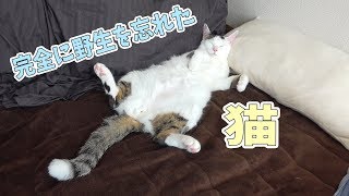 完全に野生を忘れた猫の寝姿がこちらです