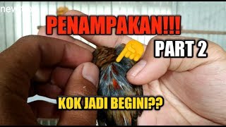 PERKEMBANGAN MUTASI WARNA KENARI BLACKRED