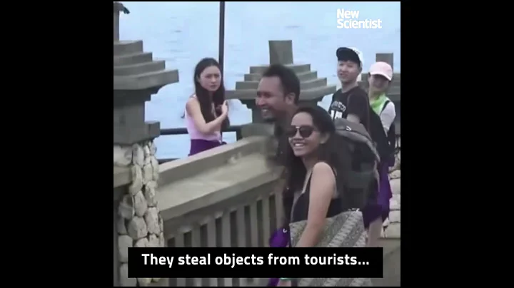 Monkeys hold tourists to ransom