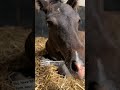 Baby pony is *SO* tired