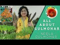 Gulmohar plant care  blue gulmohar  jacaranda  gulmohri