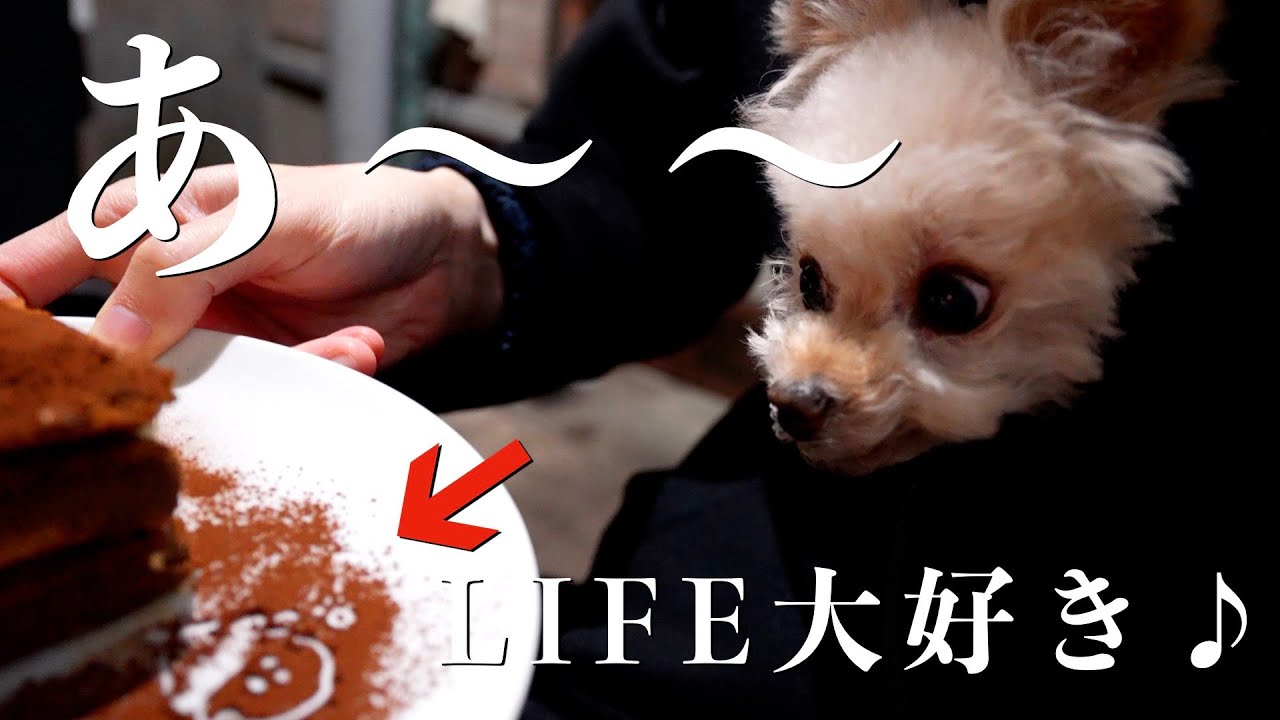 代々木八幡レストランLIFE大好きです♪【トイプードル】