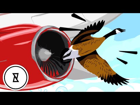 Видео: Можете представить, что аварии самолетов бывают из-за птиц? | Интереса Ради