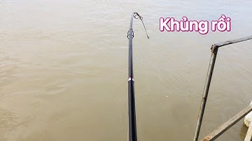 Câu tôm Gò công, Tôm nái 0