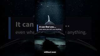 This Shark Hunts in Total Darkness 😱🦈 #shorts  #facts #finwhale #animals