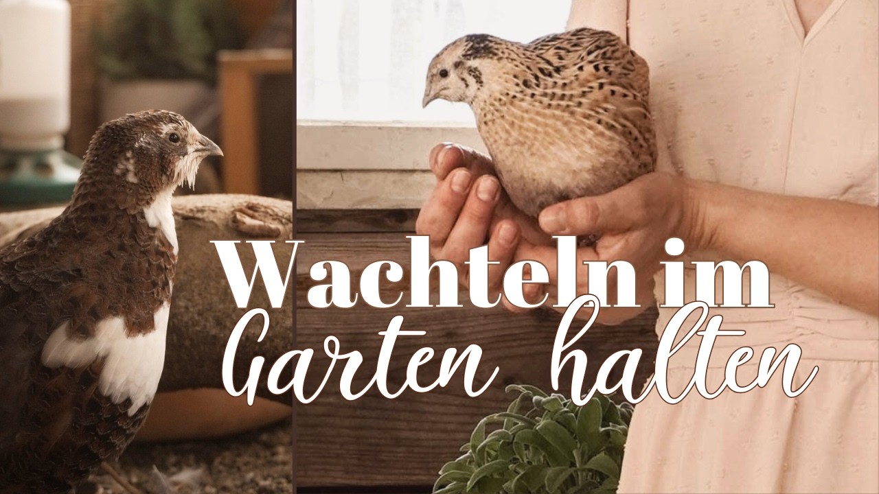 Wachteln im Garten - Selbstversorgung im Kleinen für Eier von glücklichen Tieren - Wachtelhaltung