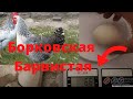 Борковская Барвистая Вес яйца Яйцо кур ПОРОДЫ БОРКОВСКАЯ БАРВИСТАЯ Сколько весит яйцо Сельская Жизнь