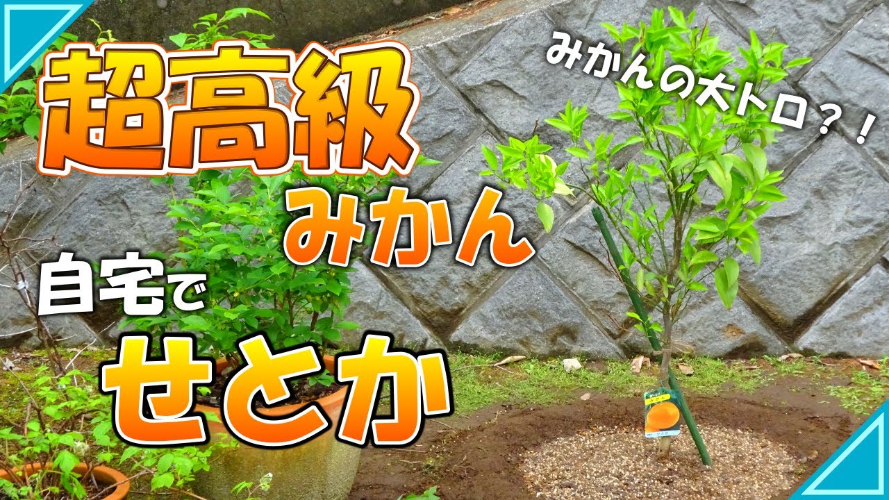 【果樹栽培】超高級みかん「せとか」を自宅で栽培｜果樹の植付・定植