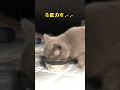 キャンピングカーでの食事会にゃん🐱