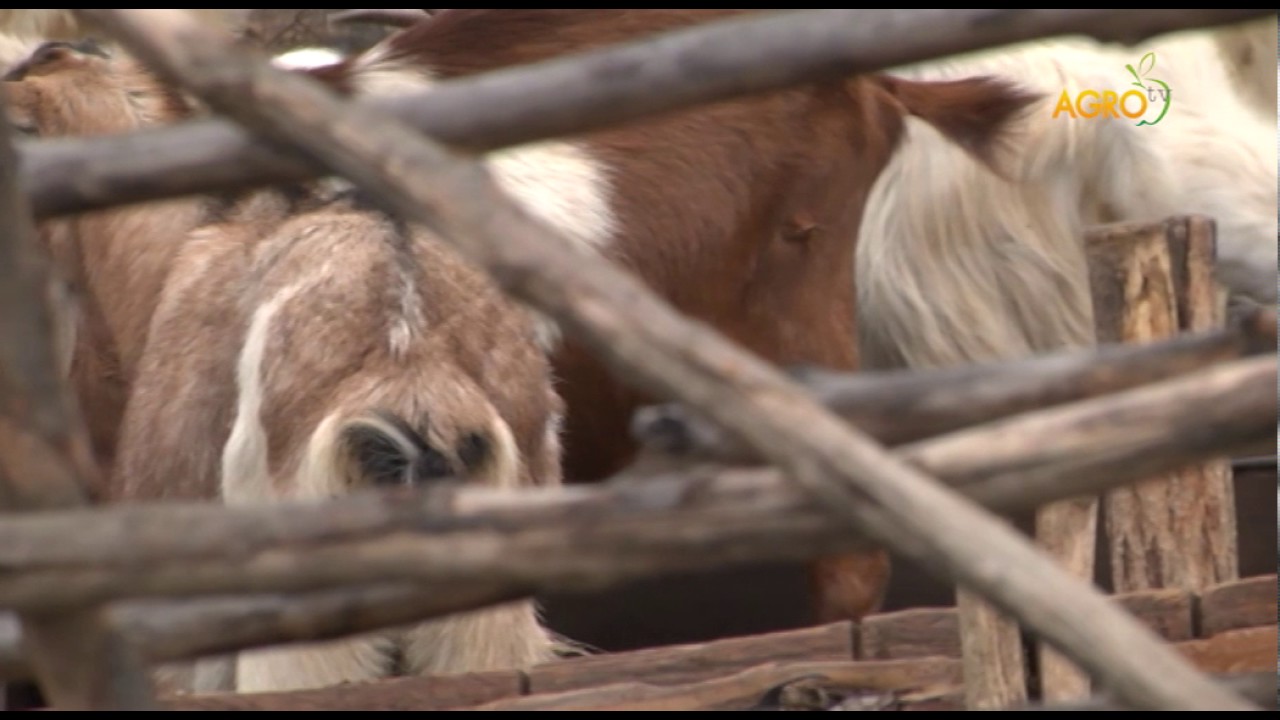 Козевъдство или държавна служба – въпрос на избор