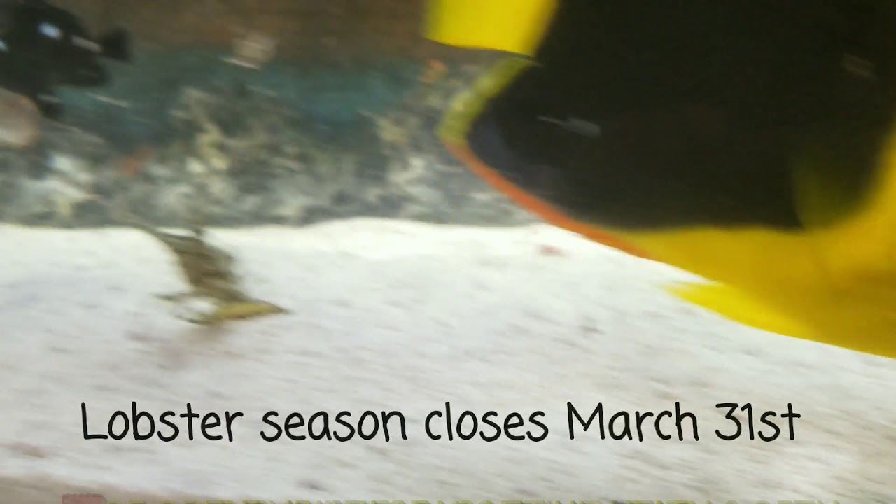 video editing software free Florida Mini Lobster Season 2019