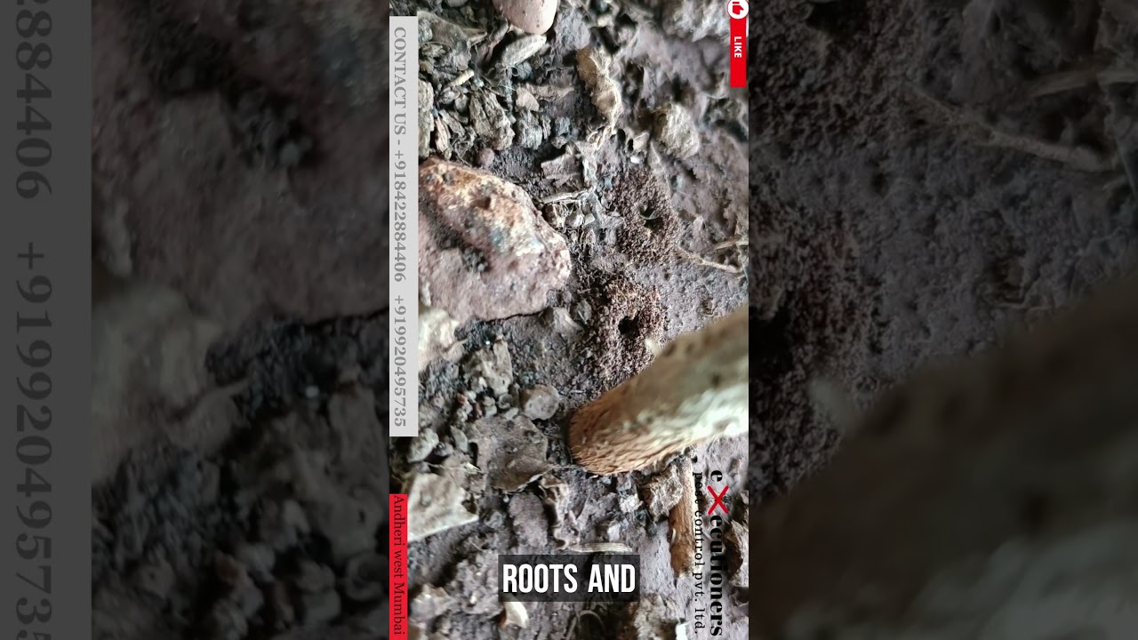 Executioners Pest Control Services Mumbai Andheri