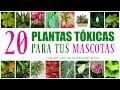 Plantas tóxicas para mascotas