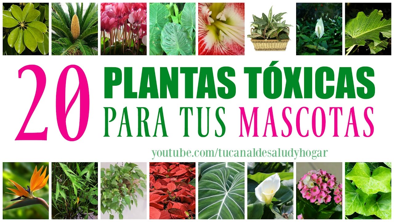 Plantas tóxicas para mascotas YouTube Plantas tóxicas para mascotas YouTube