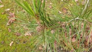 Pinus bungeana borovice Bungeova