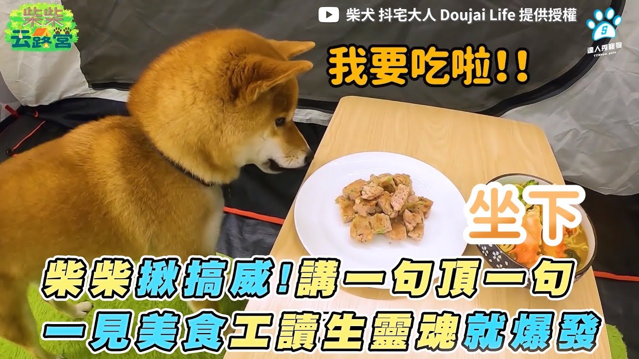 柴柴揪搞威 講一句頂一句一見美食工讀生靈魂就爆發 柴犬抖宅大人doujai Life Youtube