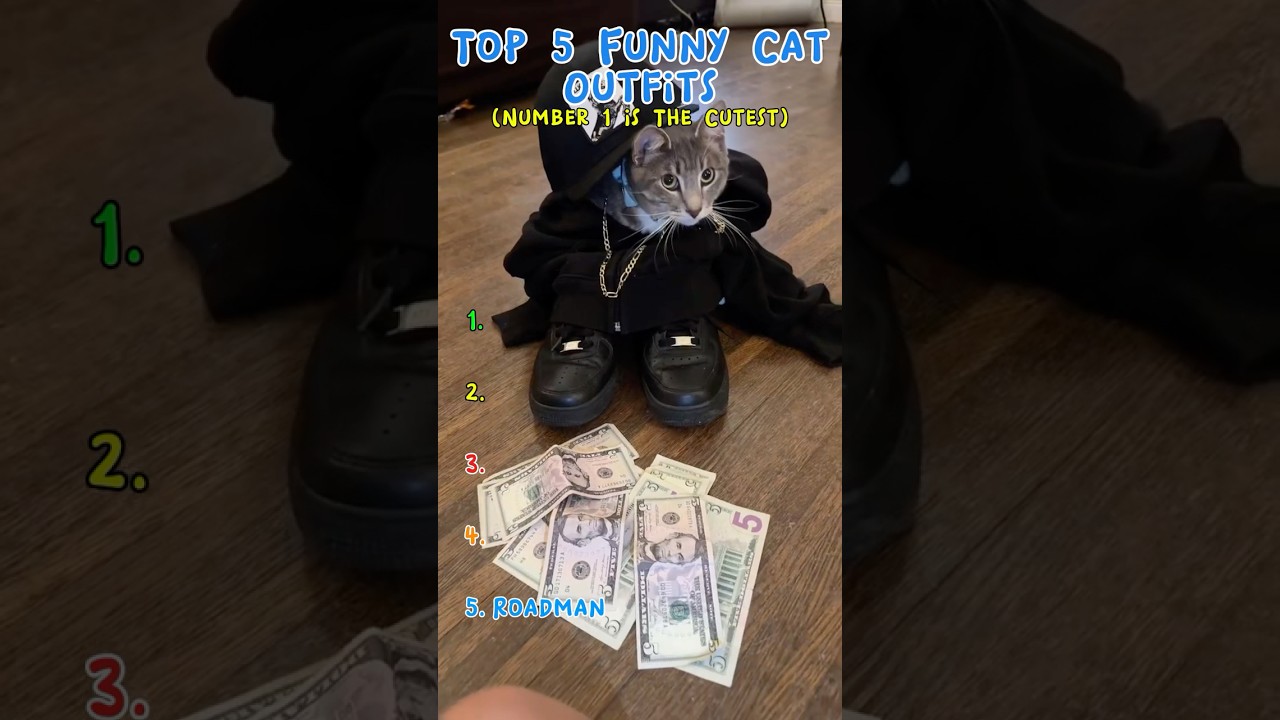 Top 5 Fashionable Cats You Have to See to Believe 😹✨ 