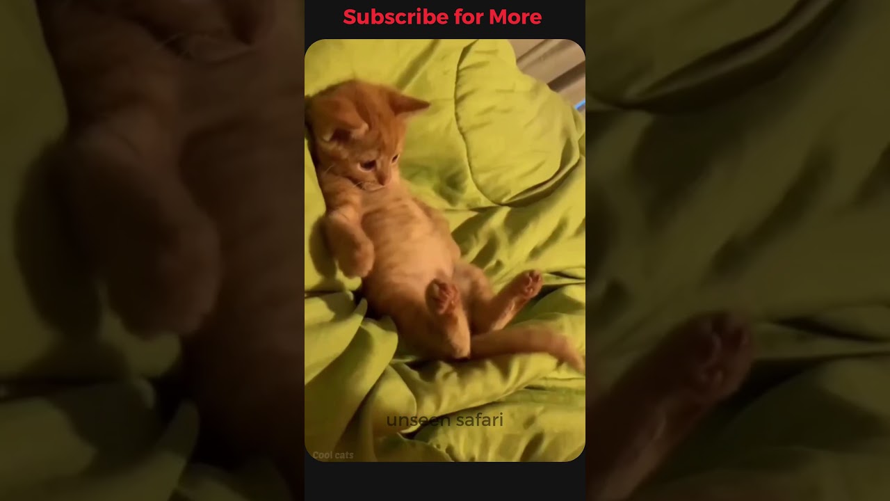 Funny animals 2023😆 ||  Unseen Safari  