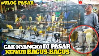 Di pasar ini KENARI ternyata Murah Bagus-bagus gaes‼️ Stok banyak gede-gede