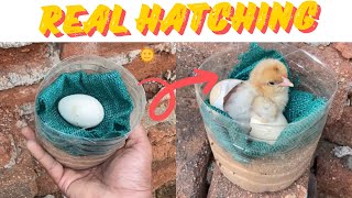 Sunlight incubator Real Hatching Egg