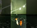 She's finally pregnant!!!          #guppies #guppy #aquarium #fishtank