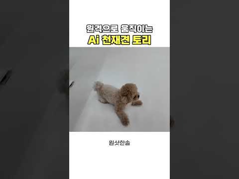 원격으로 개인기하는 천재견의 놀라운 반응ㅋㅋㅋ thumbnail