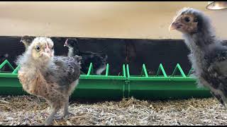 Lynhall Orpington chicks at 4 weeks