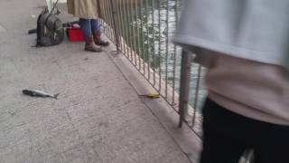 HK Fishing #2