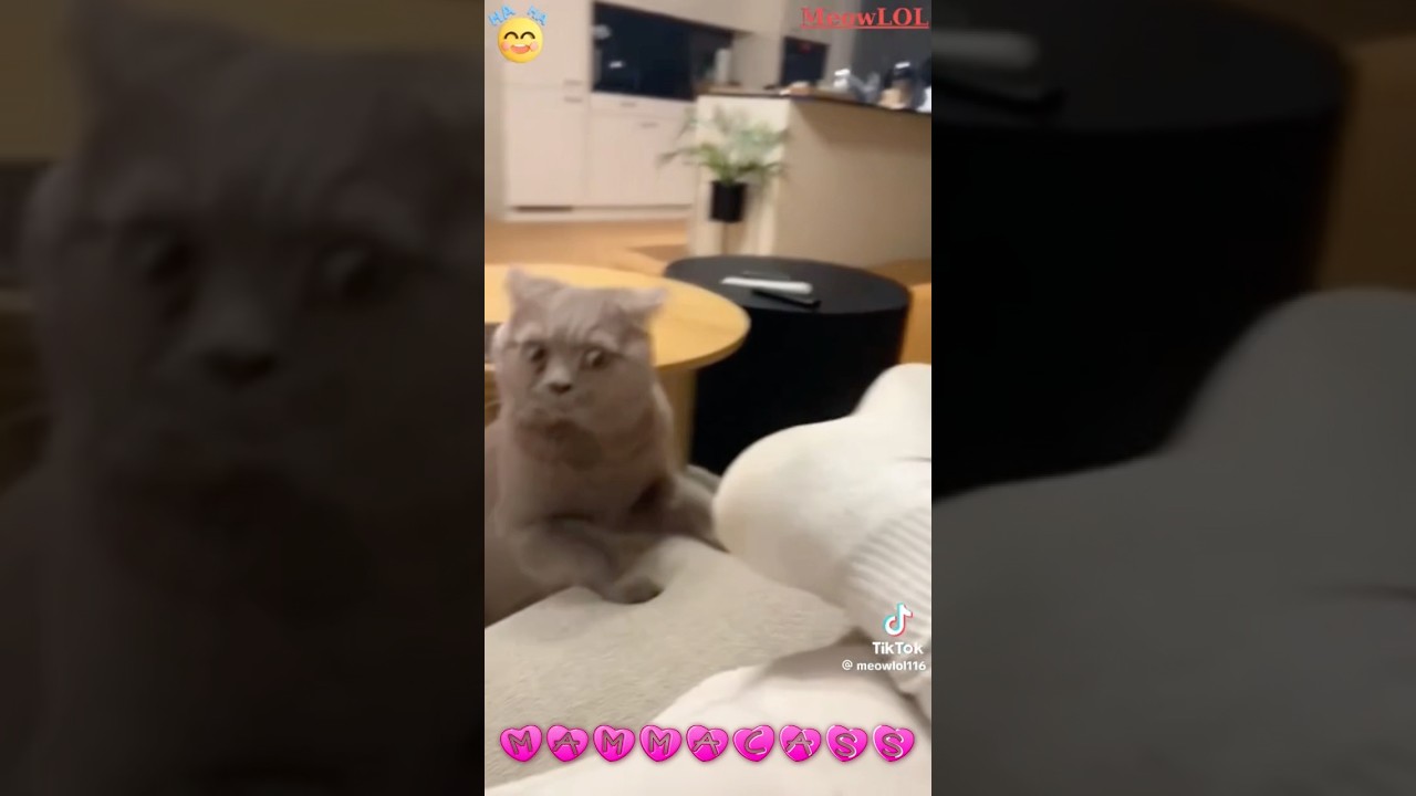 Crazy Cat Lady Reacts To Funny Cat Videos! 