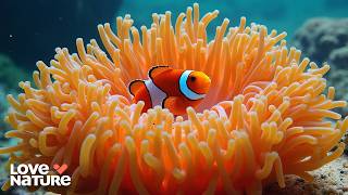 The Real Finding Nemo | Planet Weird 104 @lovenature