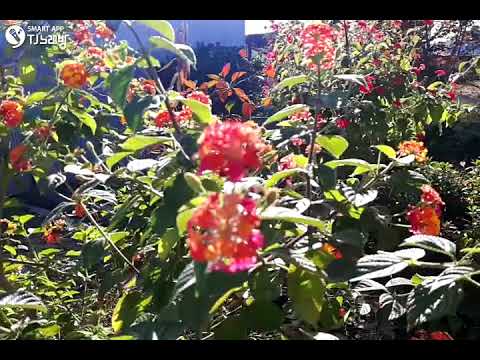[TJ노래방라운지] 잘있거라공항이여 - 진송남