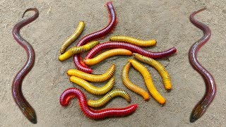 Download Lagu Wadidaw! Mencari kakiseribu, luwing, ikan, ikan lele, ikan hias, belut, kurakuralucu, ikanbetok MP3