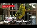 Masteran Burung Mozambik Full Durasi Mp3 - Mp4 Download