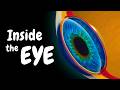 تشريح العين كيف ترى الحواس الخاصة