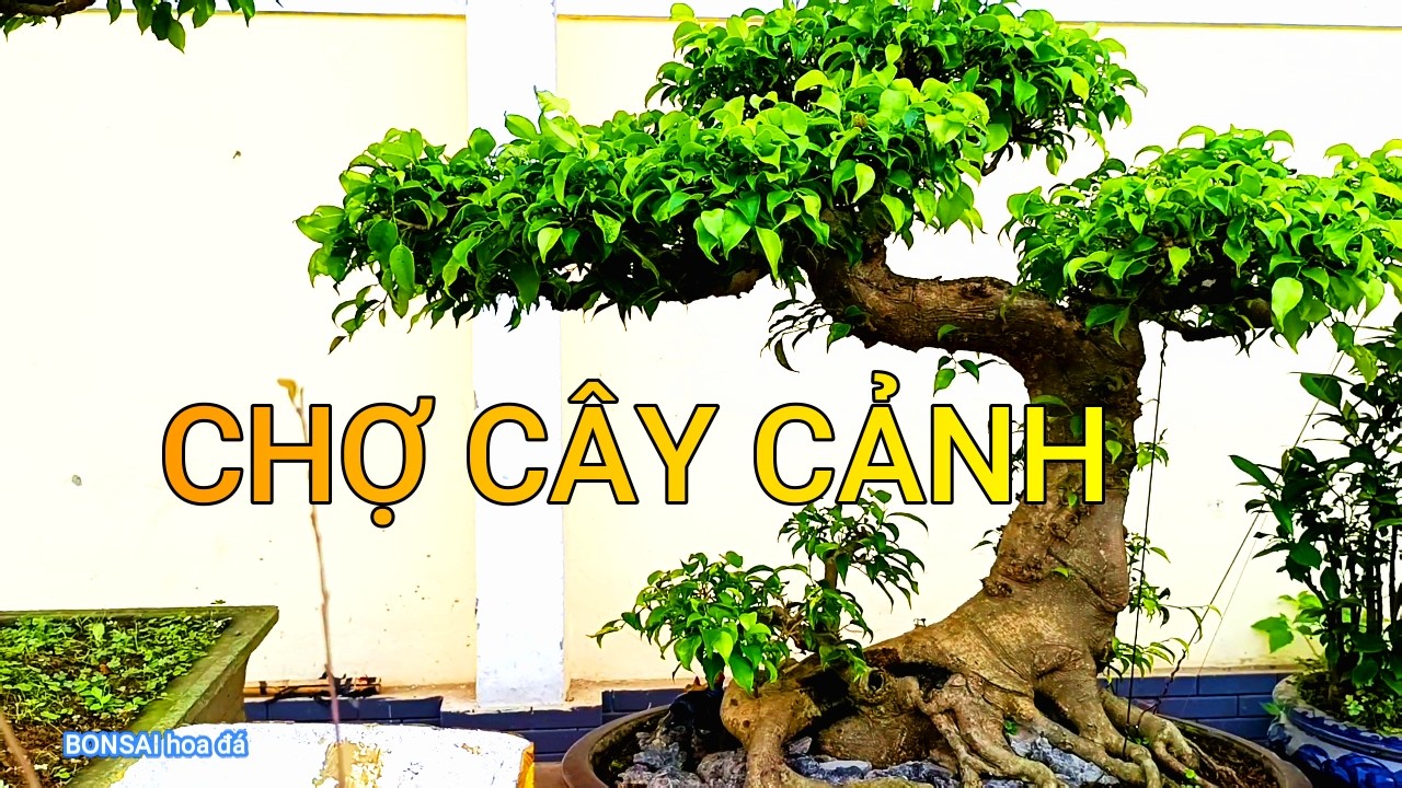 NHỮNG TÁC PHẨM CÂY CẢNH CÂY BONSAI -  BÀY BÁN ĐẦY CHỢ SƠN TÂY -- BONSAI hoa đá.....