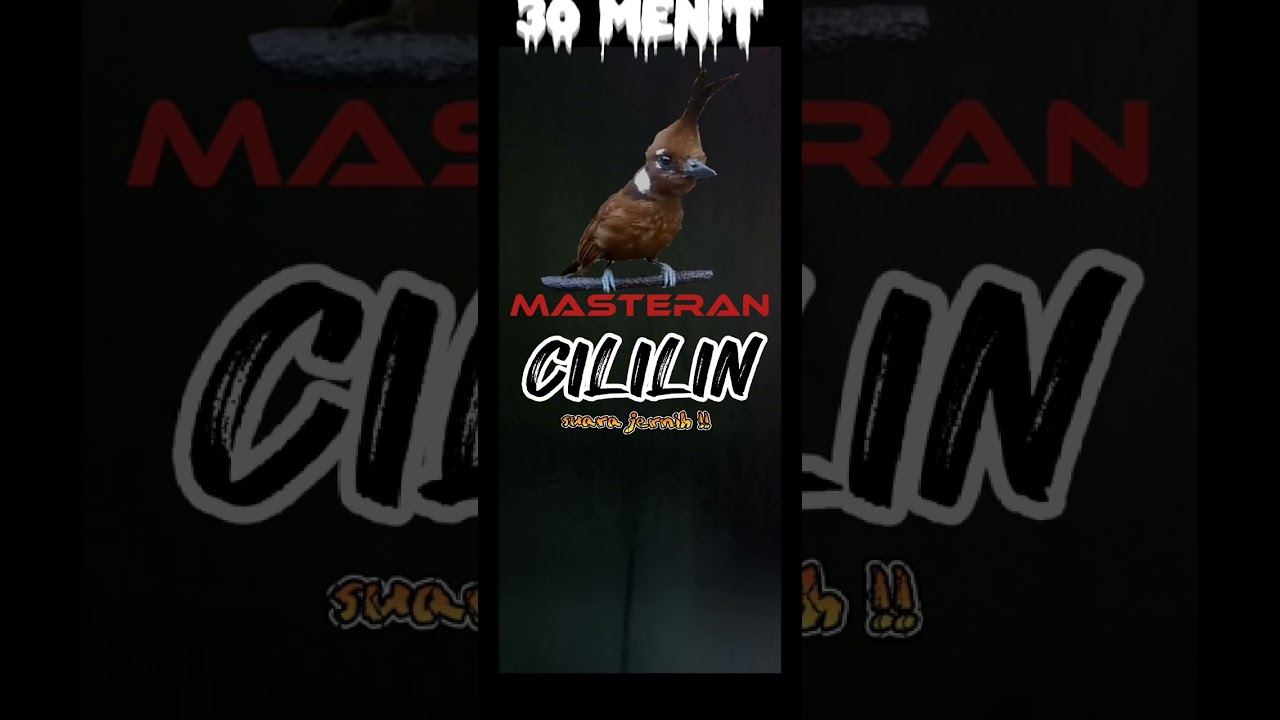 Masteran Cililin suara jernih | Durasi 30 menit tanpa iklan!!!