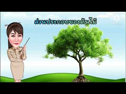 หน่วยการเรียนรู้ "ต้นไม้แสนรัก" ระดับอนุบาล 3
