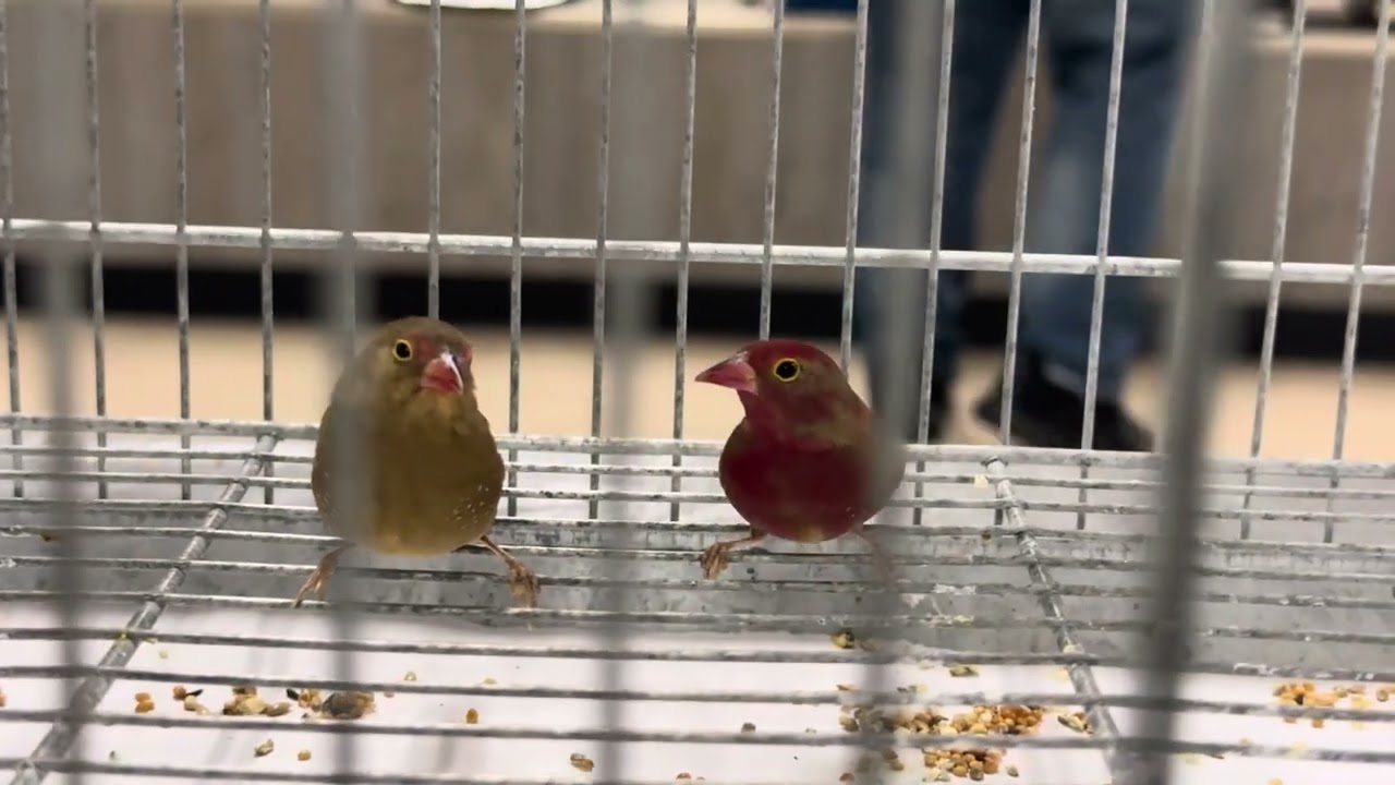 Red billed fire finch