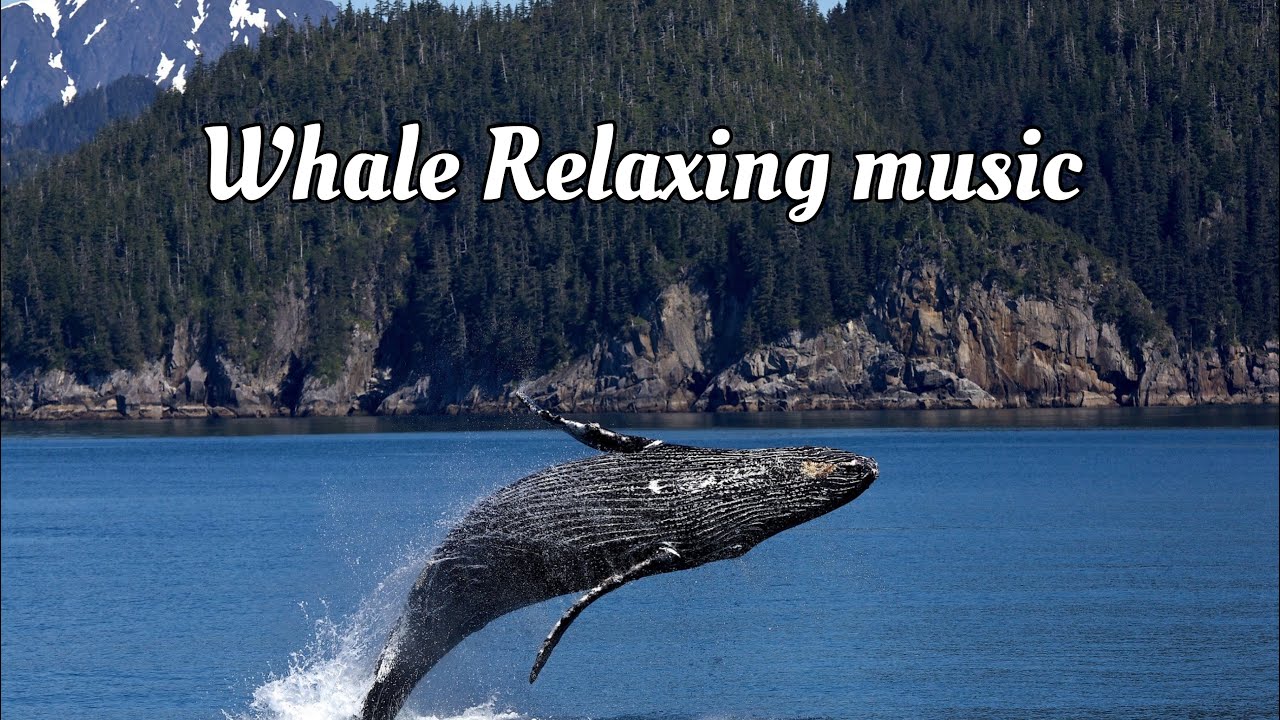 🐋 songs of the whale 1 hours | whale music for relaxation 1 hour