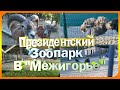 Обзор зоопарка в "Межигорье" | Самые необычные животные!?