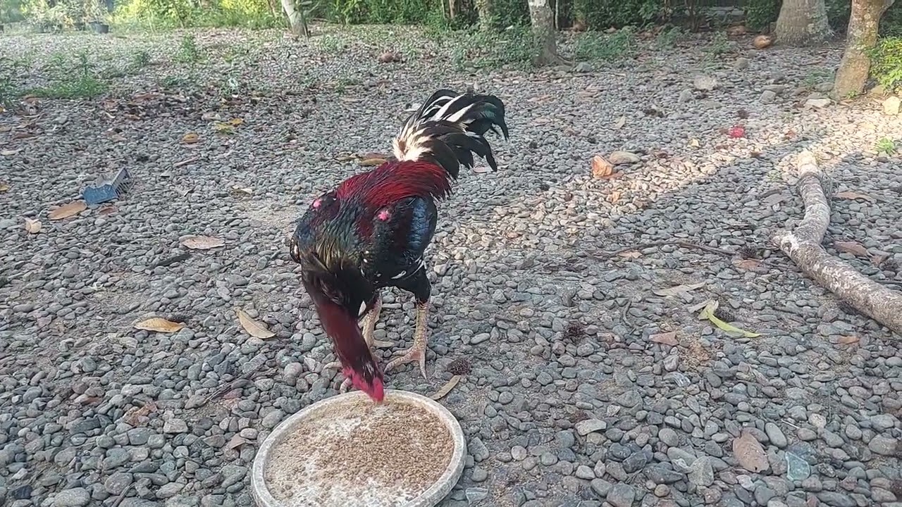 Watching a Rooster Eat in the Fresh Morning Air 🐓 