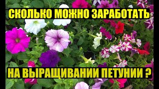 Выгодно ли выращивать ПЕТУНИЮ?