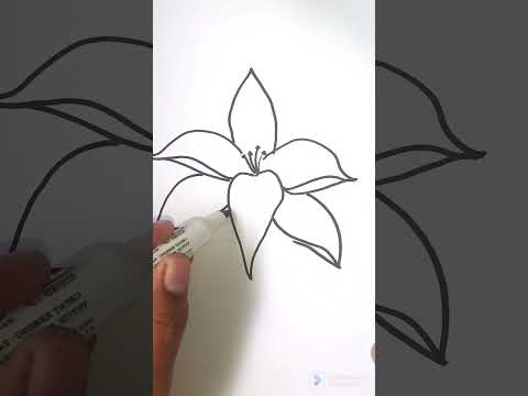 How to Draw Lily Flower