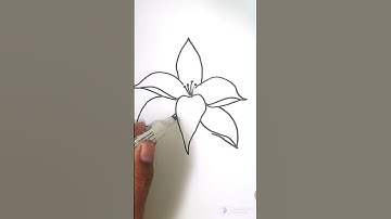 How to Draw Lily Flower