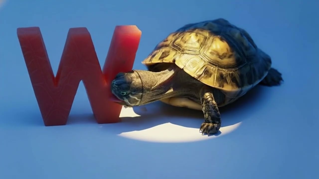This Turtle Eating Watermelon Is the Cutest Thing Ever 🍉🐢 
