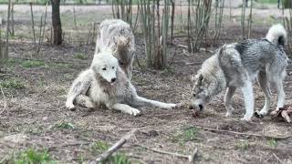 Волчицы кружат лайку, чтобы отобрать мясо‼️ подкрадываюсь к диким кабанам!